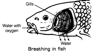 Class 7 Science Chapter 6 Question Answers - Respiration in Organisms