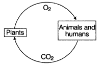 Class 7 Science Chapter 12 Question Answers - Forests - Our Lifeline