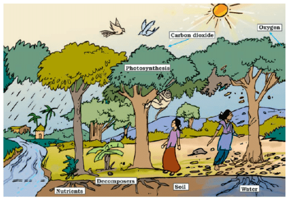 NCERT Exemplar Solutions: Forests - Our Lifeline | Science Class 7 (Old NCERT)