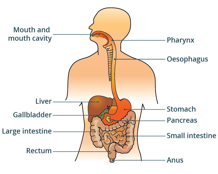 Mnemonics: Life Processes in Animals | Science Olympiad Class 7