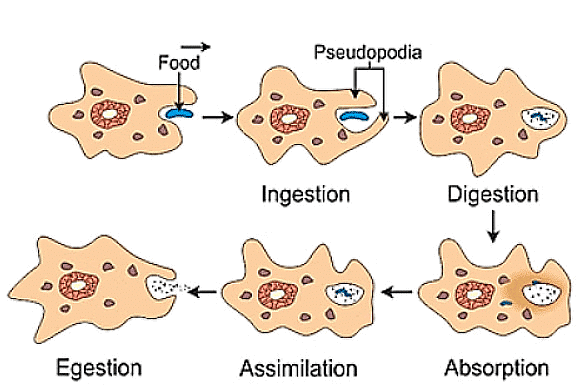 Short Notes: Nutrition in Animals | Science Class 7 (Old NCERT)