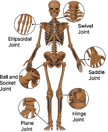 Olympiad Notes: Body Movements | Science Olympiad Class 6