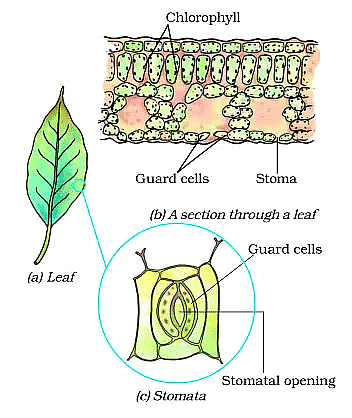 Short Notes: Nutrition in plants | Science Class 7 (Old NCERT)