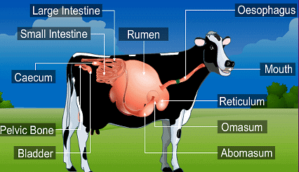 Exercises: Nutrition in Animals | Class 7 Oxford Science: Chapter Notes, Worksheets & Tests