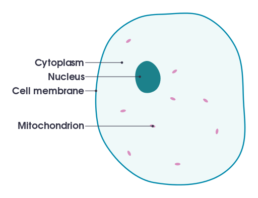 Cell Diagram