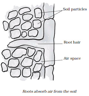 Respiration in Organisms Summary Class 7 NCERT Summary Chapter 6