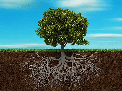 Olympiad Notes: Getting to Know Plants | Science Olympiad Class 6