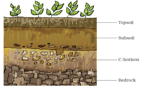 NCERT Exemplar Solutions: Soil | Science Olympiad Class 7