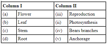 NCERT Exemplar Solutions: Getting to know plants | Science for Class 6