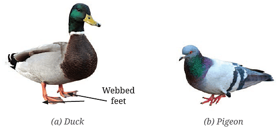 Diversity in the Living World NCERT Solutions | Science for Class 6