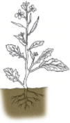 NCERT Exemplar Solutions: Getting to know plants | Science for Class 6