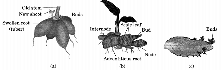 Class 7 Science Chapter 8 Question Answers - Reproduction in Plants