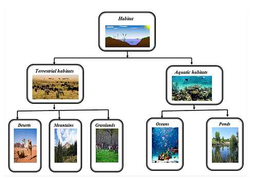 MCQ & Extra Questions: The Living Organisms - Characteristics & Habitats | Biology for Grade 9