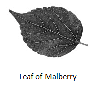 Fibre to Fabric Summary Class 7 NCERT Summary