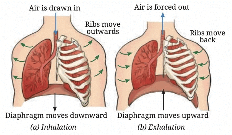 Mnemonics: Life Processes in Animals | Science Olympiad Class 7