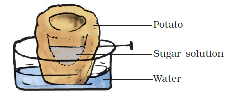 NCERT Exemplar Solutions: Transportation in Animals & Plants | Science Class 7 (Old NCERT)