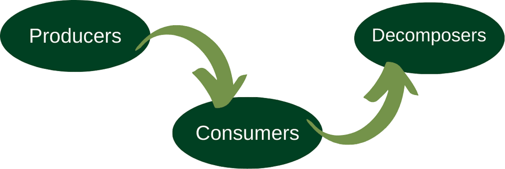 Microorganisms Chapter Notes | IGCSE Cambridge Science for Year 6 - Class 6