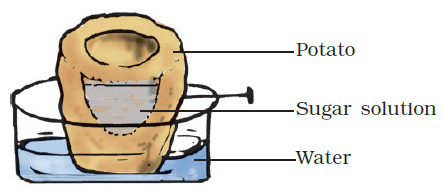 NCERT Exemplar Solutions: Transportation in Animals & Plants | Science Class 7 (Old NCERT)