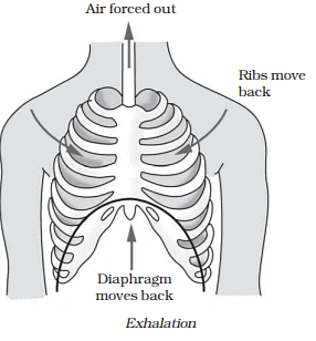 Respiration in Organisms Summary Class 7 NCERT Summary Chapter 6