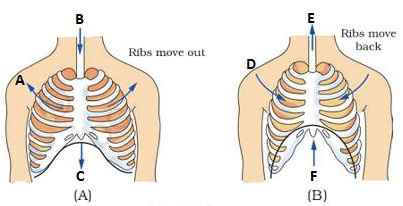 NCERT Exemplar Solutions: Respiration in Organisms | Science Class 7 (Old NCERT)
