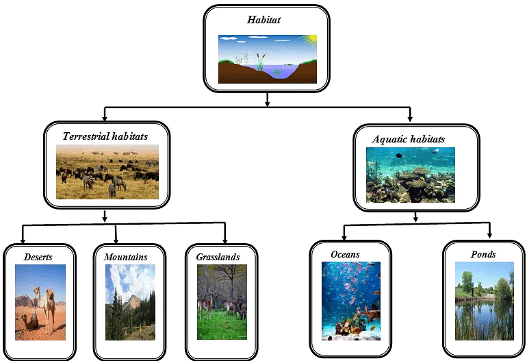 Olympiad Notes: The Living Organisms and Their Surroundings | Science Olympiad Class 6