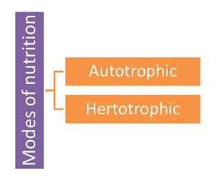 Short Notes: Nutrition in plants | Science Class 7 (Old NCERT)