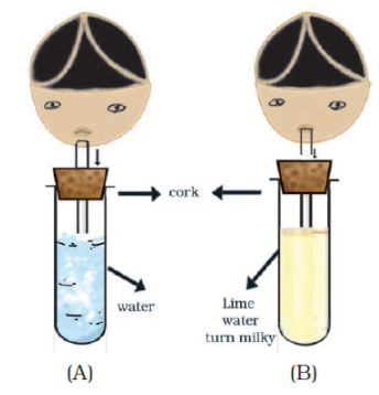 NCERT Exemplar Solutions: Respiration in Organisms | Science Class 7 (Old NCERT)