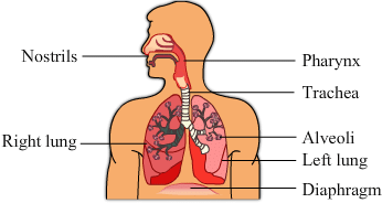 Respiration in Organisms Class 7 Notes Science Chapter 6