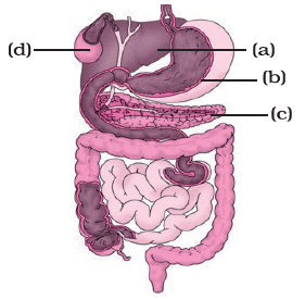 NCERT Exemplar Solutions: Nutrition in Animals | Science Class 7