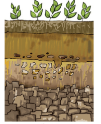 NCERT Exemplar Solutions: Soil | Science Olympiad Class 7
