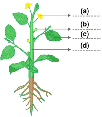 NCERT Exemplar Solutions: Food - Where does it come from | Science for Class 6