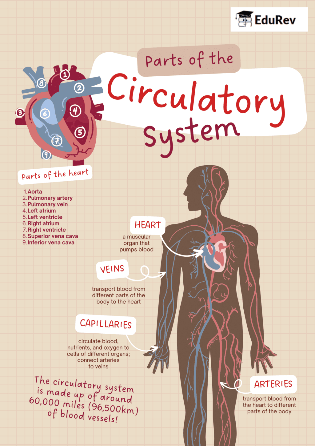Infographics : Parts of the circulatory system | Science Olympiad Class 7