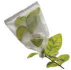 NCERT Exemplar Solutions: Getting to know plants | Science for Class 6