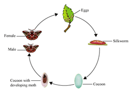 Class 7 Science Question Answers - Fibre to Fabric