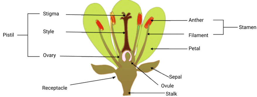 Class 7 Science Chapter 8 Question Answers - Reproduction in Plants