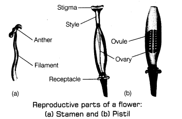 Class 7 Science Chapter 8 Question Answers - Reproduction in Plants