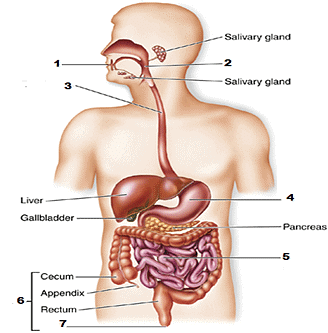 Exercises: Nutrition in Animals | Class 7 Oxford Science: Chapter Notes, Worksheets & Tests