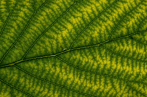 Olympiad Notes: Getting to Know Plants | Science Olympiad Class 6