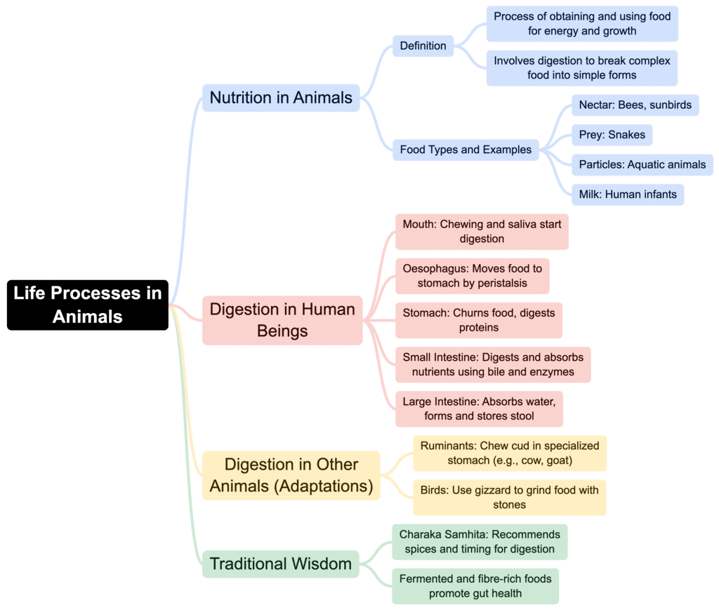 Class 7 Science Chapter 9 Mindmap - Life Processes in Animals