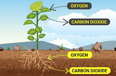 Respiration in Organisms Class 7 Notes Science Chapter 6