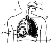Class 7 Science Chapter 6 Question Answers - Respiration in Organisms