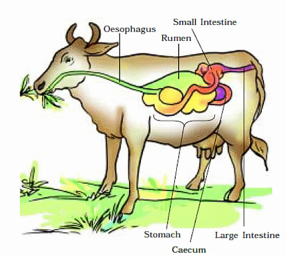 Short Notes: Nutrition in Animals | Science Class 7 (Old NCERT)