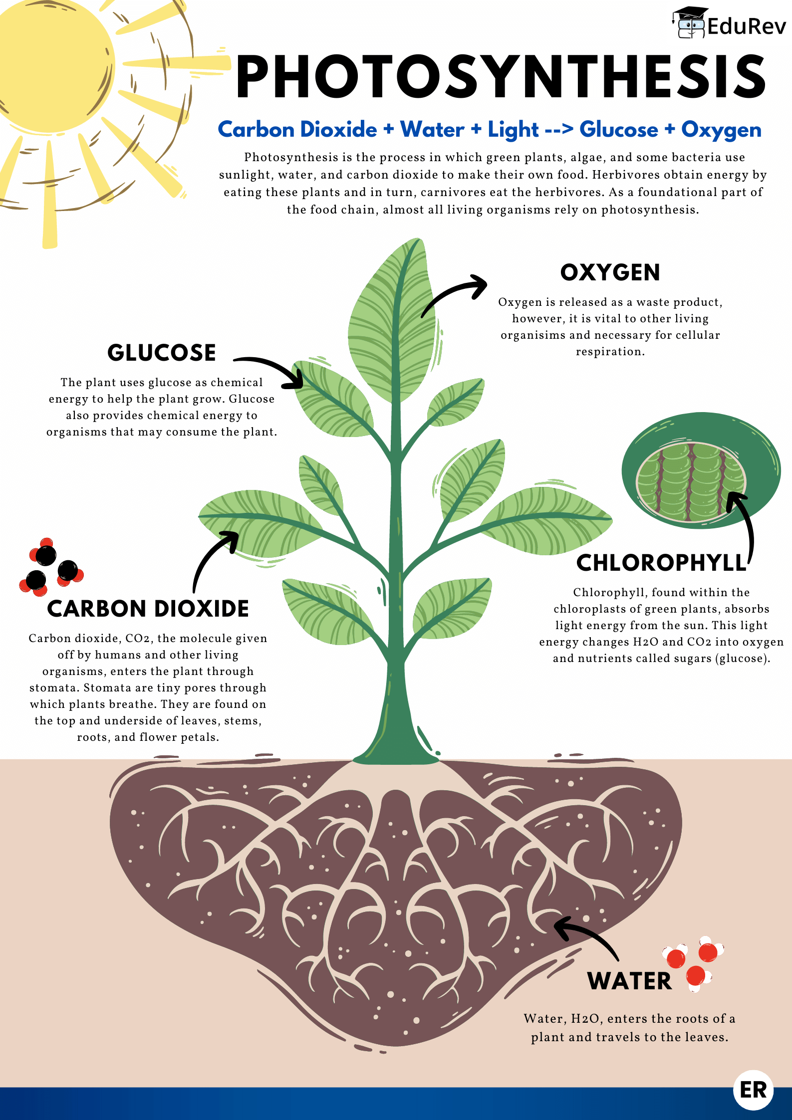 Mind Maps: Photosynthesis | Science Class 7 (Old NCERT)