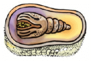NCERT Exemplar Solutions: Fibre to Fabric | Advance Learner Course: Science Class 6