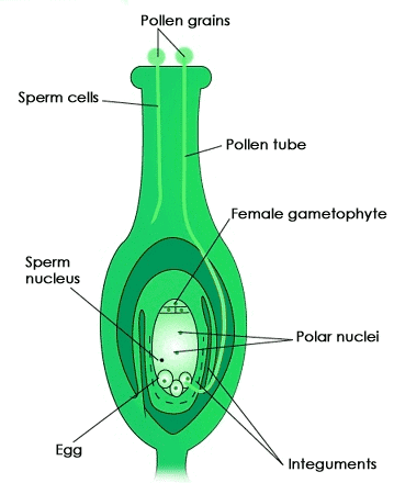 Unit Test (Solutions): Reproduction in Plants | Science Class 7 (Old NCERT)