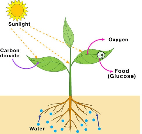 Exercises: Nutrition in Plants | Class 7 Oxford Science: Chapter Notes, Worksheets & Tests