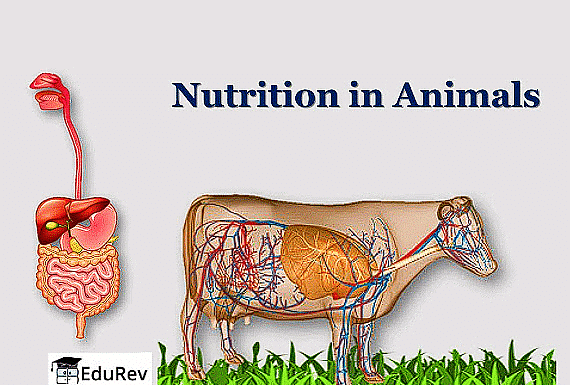 Short Notes: Nutrition in Animals | Science Class 7 (Old NCERT)