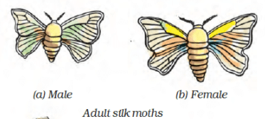NCERT Exemplar Solutions: Fibre to Fabric | Advance Learner Course: Science Class 6
