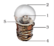 NCERT Exemplar Solutions: Electricity and Circuits | Science Class 6