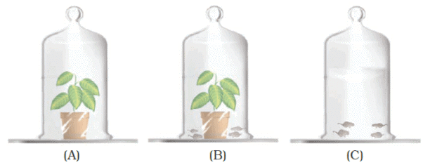 NCERT Exemplar Solutions: Respiration in Organisms | Science Class 7 (Old NCERT)